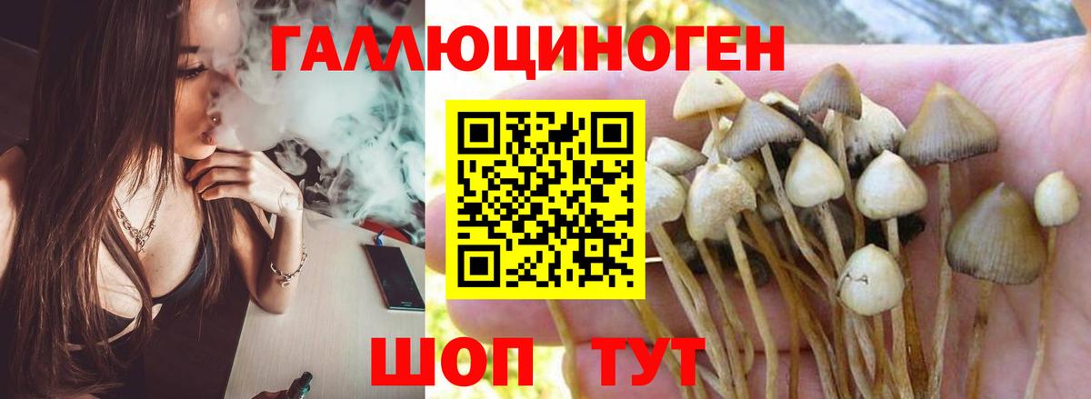 Чита  Псилоцибиновые грибы MAGIC MUSHROOMS  Вход с VPN  Галлюциногенные грибы Psilocybine cubensis 